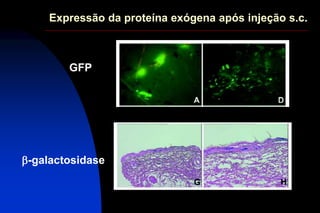 Expressão da proteína exógena após injeção s.c.
GFP
b-galactosidase
 