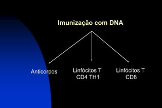 Imunização com DNA
Anticorpos Linfócitos T
CD4 TH1
Linfócitos T
CD8
 