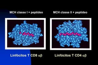 MCH classe I + peptídeo MCH classe II + peptídeo
Linfócitos T CD8 ab Linfócitos T CD4 ab
 