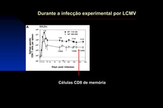 Durante a infecção experimental por LCMV
Células CD8 de memória
 