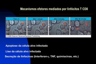Apoptose da célula alvo infectada
Mecanismos efetores mediados por linfócitos T CD8
Lise da célula alvo infectada
Secreção de linfocinas (Interferon-g, TNF, quimiocinas, etc.)
 