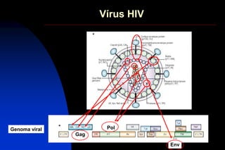 Vírus HIV
Gag
PolGenoma viral
Env
 
