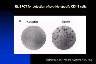 Rodrigues et al., 1994 and Miyahiara et al., 1995
ELISPOT for detection of peptide-specifc CD8 T cells.
 