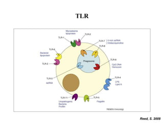 TLR
Reed, S. 2008
 