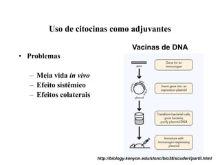 Uso de citocinas como adjuvantes
• Problemas
– Meia vida in vivo
– Efeito sistêmico
– Efeitos colaterais
Vacinas de DNA
http://biology.kenyon.edu/slonc/bio38/scuderi/partii.html
 