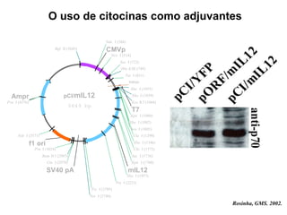 O uso de citocinas como adjuvantes
Ampr
Pvu I (4376)
pCI/mIL12
5649 bp
mIL12
Intron
SV40 pA
CMVp
T7
f1 ori
Bam H I (2985)
Bgl II (5645)
Eco R I (1064)
Hin d III (749)
Nhe I (1053)
Not I (2740)
Xho I (1059)
Kpn I (1080)
Kpn I (1760)
Nco I (514)
Nco I (1095)
Nde I (388)
Nde I (3571)
Pvu I (3024)
Sac I (722)
Sac I (1736)
Cla I (1290)
Cla I (1572)
Cla I (2978)
Pst I (831)
Pst I (2233)
Pst I (2705)
Xba I (1082)
Xba I (1546)
Xba I (1957)
Rosinha, GMS. 2002.
 