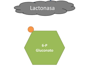 Lactonasa




      6-P
gluconolactona
   Gluconato
 