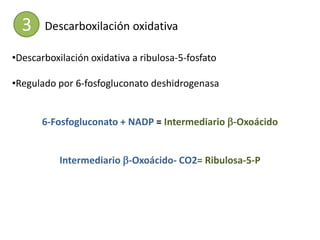 3    Descarboxilación oxidativa

•Descarboxilación oxidativa a ribulosa-5-fosfato

•Regulado por 6-fosfogluconato deshidrogenasa


       6-Fosfogluconato + NADP = Intermediario b-Oxoácido


           Intermediario b-Oxoácido- CO2= Ribulosa-5-P
 