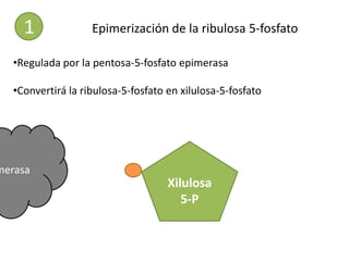 1              Epimerización de la ribulosa 5-fosfato

   •Regulada por la pentosa-5-fosfato epimerasa

   •Convertirá la ribulosa-5-fosfato en xilulosa-5-fosfato




merasa
                                    Ribulosa
                                    Xilulosa
                                       5-P
 