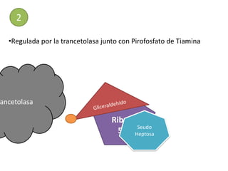 2

   •Regulada por la trancetolasa junto con Pirofosfato de Tiamina




rancetolasa

                                   Xilulosa
                                   Ribosa
                                           Seudo
                                      5-P Heptosa
 