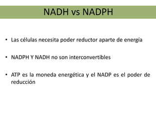 NADH vs NADPH

• Las células necesita poder reductor aparte de energía

• NADPH Y NADH no son interconvertibles

• ATP es la moneda energética y el NADP es el poder de
  reducción
 
