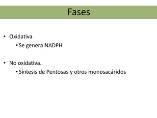 Fases

• Oxidativa
    • Se genera NADPH

• No oxidativa.
    • Síntesis de Pentosas y otros monosacáridos
 