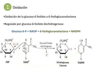 1    Oxidación

•Oxidación de la glucosa-6-fosfato a 6-fosfogluconolactona

•Regulado por glucosa-6-fosfato deshidrogenasa

      Glucosa-6-P + NADP = 6-fosfogluconolactona + NADPH
 
