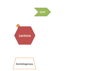 NADP




      H
  Glucosa
  Lactona
    6-P H




Deshidrogenasa
 