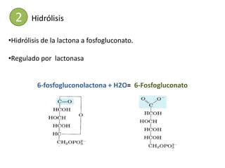 2    Hidrólisis

•Hidrólisis de la lactona a fosfogluconato.

•Regulado por lactonasa


         6-fosfogluconolactona + H2O= 6-Fosfogluconato
 