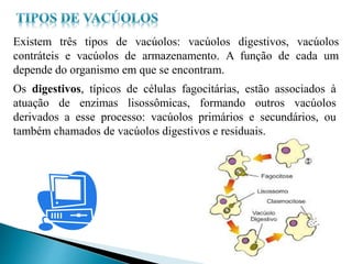Existem três tipos de vacúolos: vacúolos digestivos, vacúolos
contráteis e vacúolos de armazenamento. A função de cada um
depende do organismo em que se encontram.
Os digestivos, típicos de células fagocitárias, estão associados à
atuação de enzimas lisossômicas, formando outros vacúolos
derivados a esse processo: vacúolos primários e secundários, ou
também chamados de vacúolos digestivos e residuais.