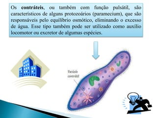 Os contráteis, ou também com função pulsátil, são
característicos de alguns protozoários (paramecium), que são
responsáveis pelo equilíbrio osmótico, eliminando o excesso
de água. Esse tipo também pode ser utilizado como auxílio
locomotor ou excretor de algumas espécies.