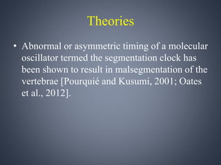 Theories 
• Abnormal or asymmetric timing of a molecular 
oscillator termed the segmentation clock has 
been shown to result in malsegmentation of the 
vertebrae [Pourquié and Kusumi, 2001; Oates 
et al., 2012]. 
 