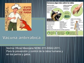 Norma Oficial Mexicana NOM- 011-SSA2-2011,
Para la prevención y control de la rabia humana y
en los perros y gatos.
 