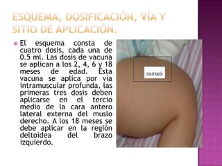    El esquema consta de
    cuatro dosis, cada una de
    0.5 ml. Las dosis de vacuna
    se aplican a los 2, 4, 6 y 18
    meses de edad. Esta
    vacuna se aplica por vía
    intramuscular profunda, las
    primeras tres dosis deben
    aplicarse en el tercio
    medio de la cara antero
    lateral externa del muslo
    derecho. A los 18 meses se
    debe aplicar en la región
    deltoidea      del     brazo
    izquierdo.
 