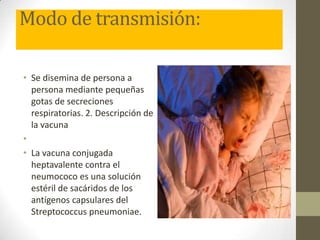 Modo de transmisión:

• Se disemina de persona a
  persona mediante pequeñas
  gotas de secreciones
  respiratorias. 2. Descripción de
  la vacuna
•
• La vacuna conjugada
  heptavalente contra el
  neumococo es una solución
  estéril de sacáridos de los
  antígenos capsulares del
  Streptococcus pneumoniae.
 
