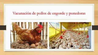 Vacunación de pollos de engorde y ponedoras
 