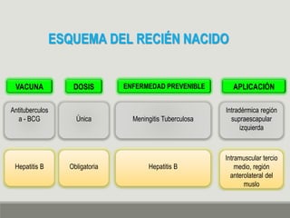 ESQUEMA DEL RECIÉN NACIDO
VACUNA DOSIS ENFERMEDAD PREVENIBLE APLICACIÓN
Antituberculos
a - BCG
Hepatitis B
Única Meningitis Tuberculosa
Intradérmica región
supraescapular
izquierda
Obligatoria Hepatitis B
Intramuscular tercio
medio, región
anterolateral del
muslo
 