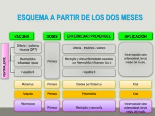 ESQUEMA A PARTIR DE LOS DOS MESES
VACUNA DOSIS ENFERMEDAD PREVENIBLE APLICACIÓN
Difteria - tosferina
- tétanos (DPT)
Rotavirus
Primera
Intramuscular cara
anterolateral, tercio
medio del muslo.
Haemophilus
influenzae tipo b
Hepatitis B
Difteria - tosferina - tétanos
Meningitis y otras enfermedades causadas
por Haemophilus influenzae tipo b
Hepatitis B
PENTAVALENTE
Primera Diarrea por Rotavirus Oral
Antipolio Primera Poliomielitis Oral
Neumococo
Primera Meningitis y neumonía
Intramuscular cara
anterolateral, tercio
medio del muslo
 