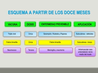 ESQUEMA A PARTIR DE LOS DOCE MESES
VACUNA DOSIS ENFERMEDAD PREVENIBLE APLICACIÓN
Triple viral Única Sarampión, Rubéola y Paperas Subcutánea - deltoides
Fiebre Amarilla Única Fiebre Amarilla Subcutánea - brazo
Neumococo Tercera Meningitis y neumonía Intramuscular cara
anterolateral, tercio
medio del muslo
 