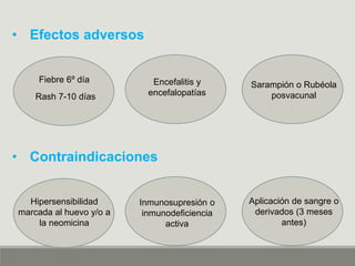 • Contraindicaciones
Inmunosupresión o
inmunodeficiencia
activa
Aplicación de sangre o
derivados (3 meses
antes)
Hipersensibilidad
marcada al huevo y/o a
la neomicina
• Efectos adversos
Encefalitis y
encefalopatías
Sarampión o Rubéola
posvacunal
Fiebre 6º día
Rash 7-10 días
 