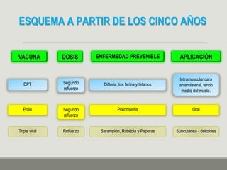 ESQUEMA A PARTIR DE LOS CINCO AÑOS
VACUNA DOSIS ENFERMEDAD PREVENIBLE APLICACIÓN
DPT Segundo
refuerzo
Difteria, tos ferina y tetanos
Intramuscular cara
anterolateral, tercio
medio del muslo.
Polio Segundo
refuerzo
Poliomielitis Oral
Triple viral Refuerzo Sarampión, Rubéola y Paperas Subcutánea - deltoides
 