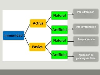 Inmunidad
Activa
Natural
Artificial
Pasiva
Natural
Artificial
Por la Infección
Tras la vacunación
Trasplacentario
Aplicación de
gammaglobulinas
 