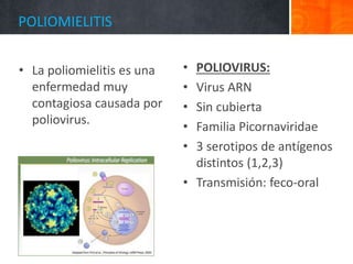 • La poliomielitis es una
enfermedad muy
contagiosa causada por
poliovirus.
• POLIOVIRUS:
• Virus ARN
• Sin cubierta
• Familia Picornaviridae
• 3 serotipos de antígenos
distintos (1,2,3)
• Transmisión: feco-oral
POLIOMIELITIS
 