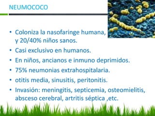 • Coloniza la nasofaringe humana, 5-10% adultos
y 20/40% niños sanos.
• Casi exclusivo en humanos.
• En niños, ancianos e inmuno deprimidos.
• 75% neumonias extrahospitalaria.
• otitis media, sinusitis, peritonitis.
• Invasión: meningitis, septicemia, osteomielitis,
absceso cerebral, artritis séptica ,etc.
NEUMOCOCO
 