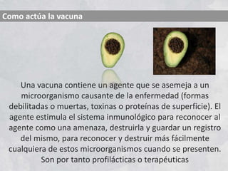 Una vacuna contiene un agente que se asemeja a un
microorganismo causante de la enfermedad (formas
debilitadas o muertas, toxinas o proteínas de superficie). El
agente estimula el sistema inmunológico para reconocer al
agente como una amenaza, destruirla y guardar un registro
del mismo, para reconocer y destruir más fácilmente
cualquiera de estos microorganismos cuando se presenten.
Son por tanto profilácticas o terapéuticas
Como actúa la vacuna
 