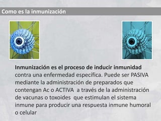 Inmunización es el proceso de inducir inmunidad
contra una enfermedad específica. Puede ser PASIVA
mediante la administración de preparados que
contengan Ac o ACTIVA a través de la administración
de vacunas o toxoides que estimulan el sistema
inmune para producir una respuesta inmune humoral
o celular
Como es la inmunización
 