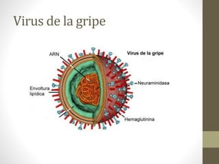 Virus de la gripe 
 