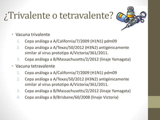 ¿Trivalente o tetravalente? 
• Vacuna trivalente 
1. Cepa análoga a A/California/7/2009 (H1N1) pdm09 
2. Cepa análoga a A/Texas/50/2012 (H3N2) antigénicamente 
similar al virus prototipo A/Victoria/361/2011. 
3. Cepa análoga a B/Massachusetts/2/2012 (linaje Yamagata) 
• Vacuna tetravalente 
1. Cepa análoga a A/California/7/2009 (H1N1) pdm09 
2. Cepa análoga a A/Texas/50/2012 (H3N2) antigénicamente 
similar al virus prototipo A/Victoria/361/2011. 
3. Cepa análoga a B/Massachusetts/2/2012 (linaje Yamagata) 
4. Cepa análoga a B/Brisbane/60/2008 (linaje Victoria) 
 