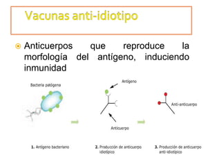  Anticuerpos que reproduce la
morfología del antígeno, induciendo
inmunidad
 