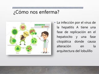 ¿Cómo nos enferma?
• La infección por el virus de
la hepatitis A tiene una
fase de replicación en el
hepatocito y una fase
citopática donde causa
alteración en la
arquitectura del lobulillo
 