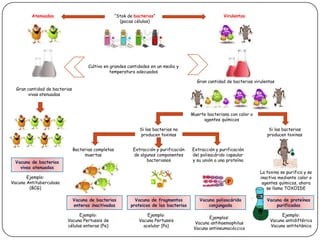 “Stok de bacterias” (pocas células)VirulentasAtenuadasCultivo en grandes cantidades en un medio y temperatura adecuadosGran cantidad de bacterias virulentasGran cantidad de bacterias vivas atenuadasMuerte bacteriana con calor o agentes químicosSi las bacterias no producen toxinasSi las bacterias producen toxinasBacterias completas muertasExtracción y purificación de algunos componentes bacterianosExtracción y purificación del polisacárido capsular y su unión a una proteínaVacuna de bacterias vivas atenuadasLa toxina se purifica y se inactiva mediante calor o agentes químicos, ahora se llama TOXOIDEEjemplo: Vacuna Antituberculosa (BCG)Vacuna de bacterias enteras inactivadasVacuna de proteínas purificadasVacuna de fragmentos proteicos de las bacteriasVacuna polisacárida conjungadaEjemplo: Vacuna Pertussis de células enteras (Pe)Ejemplo: Vacuna antidiftéricaVacuna antitetánicaEjemplo: Vacuna Pertussisacelular (Pa)Ejemplos:Vacuna antihaemophilusVacuna antineumocóccica