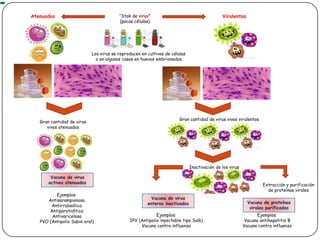 “Stok de virus” (pocas células)VirulentasAtenuadosLos virus se reproducen en cultivos de células o en algunos casos en huevos embrionados.Gran cantidad de virus vivos virulentosGran cantidad de virus vivos atenuadosInactivación de los virusVacuna de virus activos atenuadosExtracción y purificación de proteínas viralesEjemplos:AntisarampionosaAntirrubeólicaAntiparotidíticaAntivaricelosaPVO (Antipolio Sabin oral)Vacuna de virus enteros inactivadosVacuna de proteínas virales purificadasEjemplos:IPV (Antipolio inyectable tipo Salk)Vacuna contra influenzaEjemplos:Vacuna antihepatitis BVacuna contra influenza