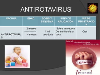 ANTIROTAVIRUS
   VACUNA           EDAD           DOSIS Y       SITIO DE            VIA DE
                                  ESQUEMA       APLICACION        MINISTRACIO
                                                                       N
                   2 meses                   Sobre la mucosa
                ---------------      1 ml    Del carrillo de la     Oral
ANTIRROTAVIRU       4 meses        dos dosis boca
S
 
