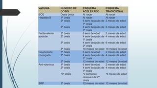 VACUNA NUMERO DE
DOSIS
ESQUEMA
ACELERADO
ESQUEMA
TRADICIONAL
BCG Dosis única Al nacer Al nacer
Hepatitis B 1ª dosis Al nacer Al nacer
2ª dosis 6 sem después de
1ª dosis
2 meses de edad
3ª dosis 8 sem después de
2ª dosis
6 meses de edad
Pentavalente
acelular
1ª dosis 6 sem de edad 2 meses de edad
2ª dosis 4 sem después de
1ª dosis
4 meses de edad
3ª dosis 4 sem después de
2ª dosis
6 meses de edad
4ª dosis 18 meses de edad 18 meses de edad
Neumococo
conjugada
1ª dosis 6 sem de edad 2 meses de edad
2ª dosis 4 sem después de
1ª dosis
4 meses de edad
3ª dosis 12 meses de edad 12 meses de edad
Anti-rotavirus 1ª dosis 6 sem de edad 2 meses de edad
2ª dosis 4 sem después de
1ª dosis
4 meses de edad
*3ª dosis *4 semanas
después de 2ª
dosis
*6 meses de edad
SRP 1ª dosis 12 meses de edad 12 meses de edad
 
