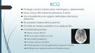 BCG
 Protege contra tuberculosis meníngea y diseminada.
 Dosis única, RN hasta los primeros 5 años.
 Vía intradérmica en región deltoidea del brazo
derecho.
 Sin prueba tuberculínica previa.
 Cicatriz en brazo posterior a su aplicación.
 Contraindicaciones:
 fiebre mayor 38.5°C
 RN con peso inferior a 2 Kg
 Dermatitis progresiva
 Cuadro clínico de SIDA
 Transfusiones o inmunoglobulina: esperar 3 meses
 Profilaxis de medicamentos antituberculosos.
 
