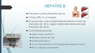 HEPATITIS B
 Previene contra Hepatitis tipo B.
 3 Dosis (RN, 2 y 6 meses)
 IM profunda: cara anterolateral externa muslo izq
menores de 18 m, región deltoidea del brazo der
mayores de 18 m.
 Contraindicaciones:
 Fiebre mayor de 38.5°C
 RN peso menor de 2 Kg
 Enfermedad grave
 Tx con transfusiones o inmunoglobulina esperar 3 meses
 HS a cualquier componente
 