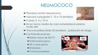 NEUMOCOCO
 Previene contra neumococo.
 Vacuna conjugada 7, 10 o 13 serotipos
 3 dosis: 2, 4 y 12 m
 IM en tercio medio de cara anterolateral externa
muslo der
 Vacuna polisacárida 23 serotipos: población en riesgo
 Contraindicaciones:
Fiebre mayor de 38.5°C
Enfermedad grave
HS a dosis previa
Embarazo
Tx inmunosupresor
 