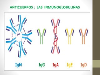 ANTICUERPOS : LAS INMUNOGLOBULINAS
 