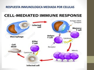 RESPUESTA INMUNOLOGICA MEDIADA POR CELULAS
 