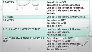 12 MESES 1era dosis de SPR
3era dosis de Antineumocócic
Una dosis de Influenza Pedátrica.
Una dosis de vacuna contra la
Varicela
15 MESES Una dosis de vacuna Antiamarílica.
18 MESES 1er refuerzo DPT
1er refuerzo APO
2da dosis SPR
2, 3, 4 AÑOS 11 MESES Y 29 DÍAS Una dosis de vacuna Influenza
Una dosis de vacuna
Antineumocócica.
4 AÑOS HASTA 4 AÑOS 11 MESES 29
DÍAS
2dp refuerzo de la DPT
2do refuerzo de APO
Una dosis de vacuna Influenza
Una dosis de vacuna
Antineumocócica.
 